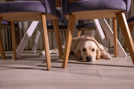 Golden Retriever resting under dining chairs, its head peacefully lying on the floor in a cozy...