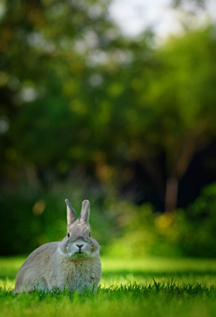 A fluffy gray rabbit sits on lush green grass, surrounded by blurred trees in the background, evoking a peaceful springtime atmosphere.の写真素材