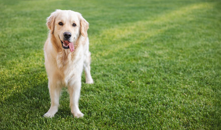 Friendly golden retriever standing on lush green grass with tongue out, looking happily at the camera.の写真素材