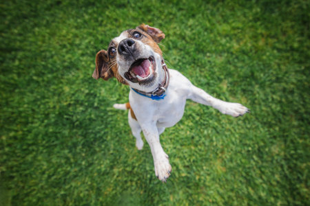 Joyful Jack Russell Terrier jumps with mouth open and ears flapping on a green lawn during an energetic outdoor play sessionの写真素材