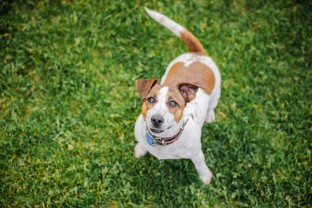Attentive Jack Russell Terrier stands on grass looking up with alert eyes and raised tail in a...