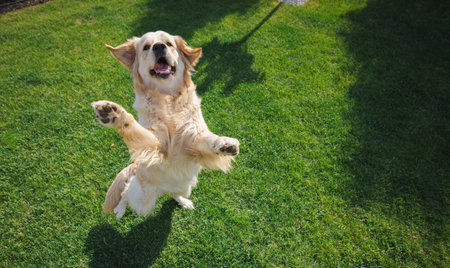 Golden retriever leaps excitedly on hind legs with paws raised, playing outdoors on sunny green grass, a joyful and funny pet momentの写真素材