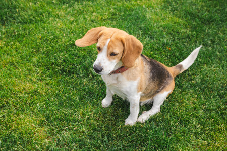 Beagle dog sitting quietly on green grass with ears flopped down and a calm, slightly pensive expression, looking off to the sideの写真素材