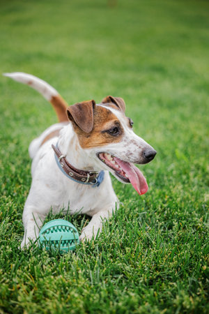 Panting Jack Russell Terrier lies on green grass with a turquoise ball in front, looking to the side after playtimeの写真素材