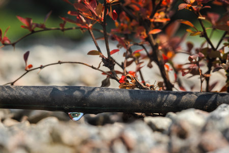 Closeup of a drip irrigation hose with a water droplet forming near garden plants, part of an automated watering system in a landscaped areaの写真素材