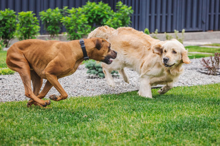 Golden Retriever and German Boxer dogs run and play together on a green lawn near decorative gravel in a landscaped gardenの写真素材