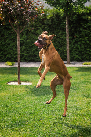 Happy German Boxer dog jumping in the air with tongue out and playful expression on green grass in backyardの写真素材