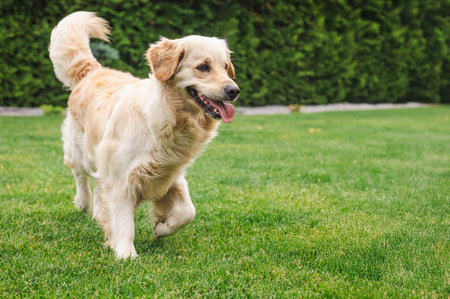 Golden Retriever walking on green grass in backyard garden, looking happy with tongue out and tail up during outdoor playtimeの写真素材