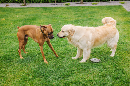 Two dogs facing each other on green grass, a brown Boxer and a Golden Retriever interacting near a...