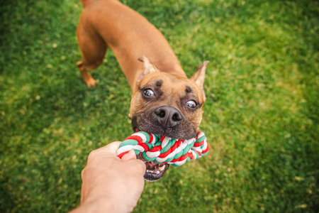 Funny close-up of a brown Boxer dog playfully tugging on a red, green, and white rope toy with a comical expression during a game on the grassの写真素材