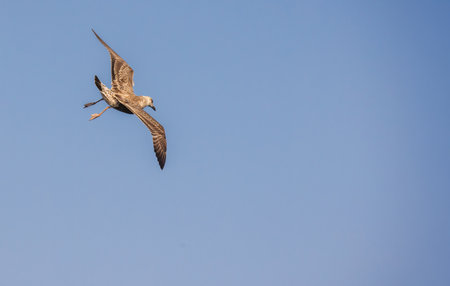Seagull mid-flight against a clear blue sky, wings spread wide and legs extended in the air.の写真素材