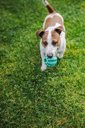 Focused Jack Russell Terrier walks across the lawn holding a green ball in its mouth after a playful fetch sessionの写真素材