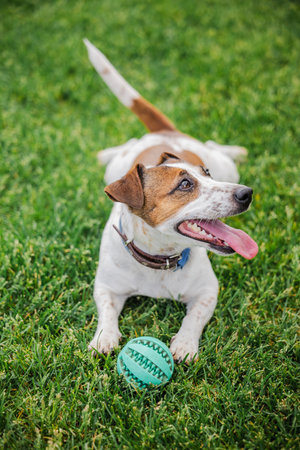 Happy terrier lies on green grass with tongue out and a green toy ball between its paws on a warm sunny dayの写真素材