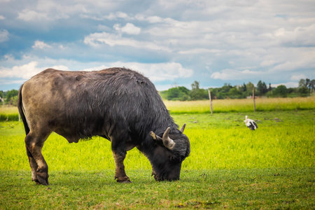 Water buffalo with curved horns grazing in a lush green pasture with a stork in the background