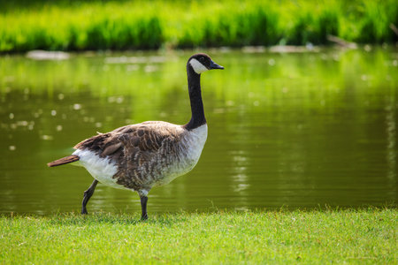 Canada goose standing on green grass near a calm pond with vibrant reflections in warm daylightの写真素材
