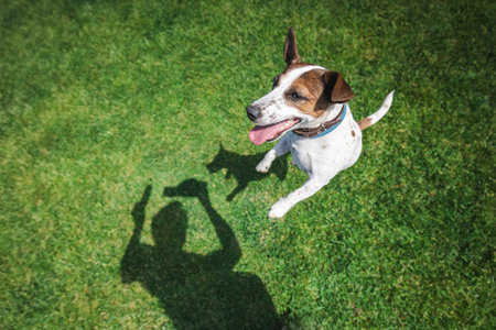 Happy Jack Russell Terrier jumps up playfully on green grass, looking at its owner with excitement...