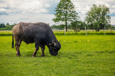 Water buffalo grazing on lush green pasture under cloudy sky on a summer day in the countrysideの写真素材