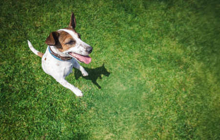 Cheerful Jack Russell Terrier stands upright on green grass with tongue out, looking up with joy and...
