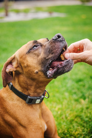 Close-up of a Boxer dog receiving a treat from a hand while sitting on green grass with eager expression