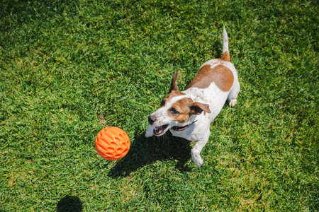 Energetic Jack Russell Terrier playing fetch in a grassy yard, leaping excitedly toward a bright...