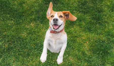 Joyful beagle dog jumping on green grass with a wide smile and ears flying, front paws lifted...