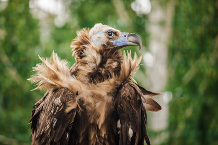 Cinereous vulture with ruffled feathers and strong curved beak stands alert against a soft green...