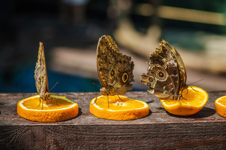 Three brown tropical butterflies with detailed eye patterns on their wings sit on orange slices, feeding in sunlight on a wooden surface.の写真素材