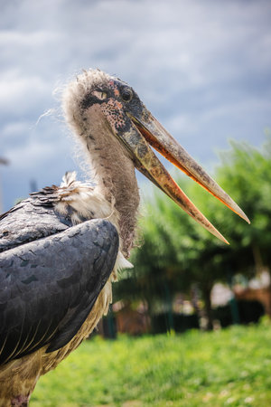 Portrait of a marabou stork with open beak standing outdoors on a cloudy day, displaying its unique bald head and feather textureの写真素材