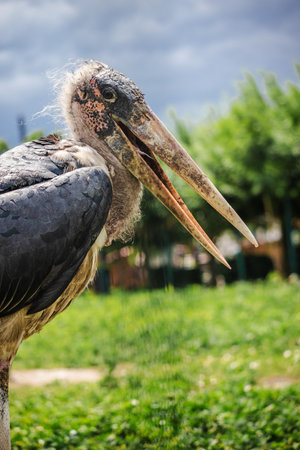 Marabou stork with open beak standing on grass under a cloudy sky, showing bald head and detailed plumageの写真素材