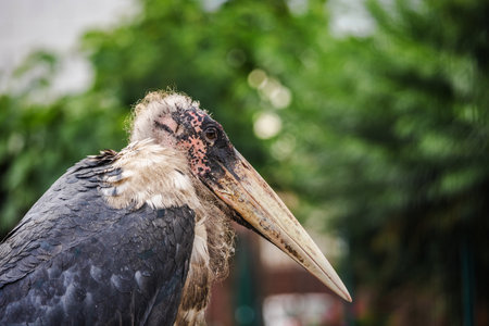 Side view of a marabou stork standing calmly with closed beak, displaying bald head and detailed feathers against a green blurred backgroundの写真素材