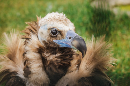Close-up portrait of a cinereous vulture with ruffled neck feathers and a powerful curved beak, looking calmly to the sideの写真素材