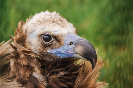 Detailed view of a powerful scavenger bird with ruffled brown feathers, blue-gray beak, and piercing eye, resting in natural green surroundingsの写真素材