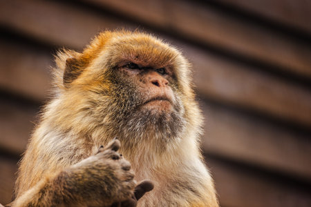 Portrait of a Barbary macaque with thick fur and a serious expression, sitting in front of a wooden backgroundの写真素材