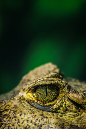 Macro shot of a crocodilian caimans eye with intricate texture and sharp detail against a dark green backgroundの写真素材
