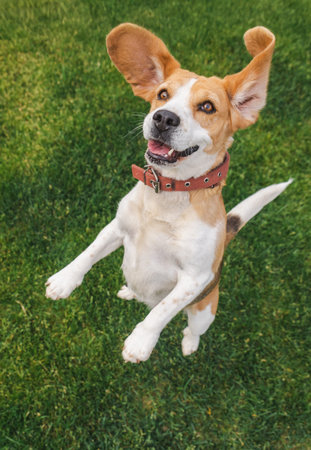 Energetic beagle jumping on green grass with wide open ears and a joyful expression, front paws...