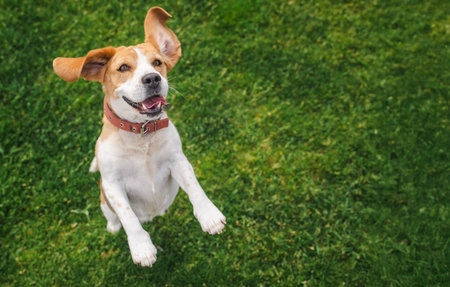 Happy beagle dog jumping on green grass with ears flapping and mouth open in a joyful expression,...