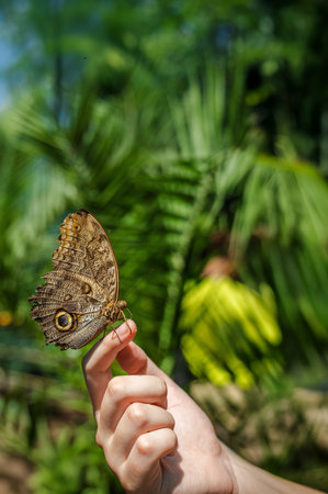 Owl butterfly perched on a persons finger against a tropical background with green palm leavesの写真素材