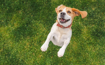 Beagle dog jumping with joyful expression and mouth open, ears flapping mid-air above a green lawn