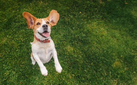 Beagle dog mid-jump with tongue out and ears flying, joyful expression on green grass in a playful...