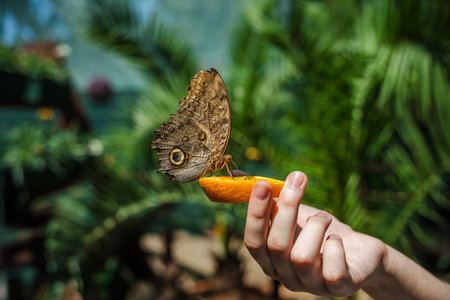 Large tropical butterfly perched on an orange slice held by a persons hand against a green blurred background of tropical plants.の写真素材