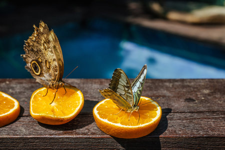 Two butterflies feeding on fresh orange slices placed on a wooden surface near a blurred blue background, showing their detailed wings and natural behavior.の写真素材