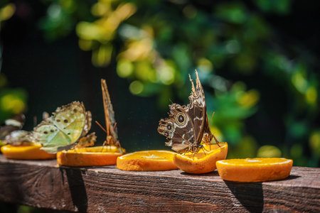 Several butterflies, including owl butterflies with eye-like wing patterns, feeding on fresh orange...