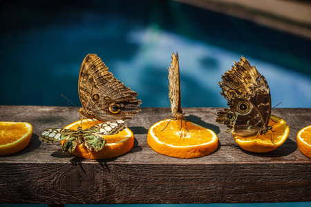 Three butterflies, including two owl butterflies with eye spots and one green clipper, feed on orange slices placed on a wooden surface near water.の写真素材