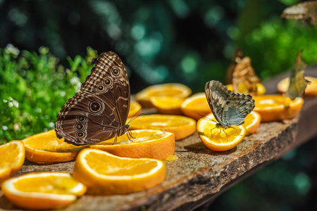 Tropical butterflies, including blue morpho and malachite, feeding on orange slices on a wooden surface in lush greenery.の写真素材