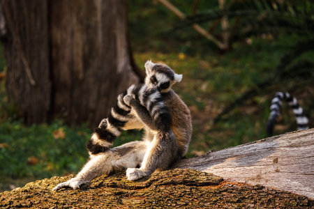 Ring-tailed lemur sitting on a tree trunk holding and sniffing its striped tail in warm sunlight