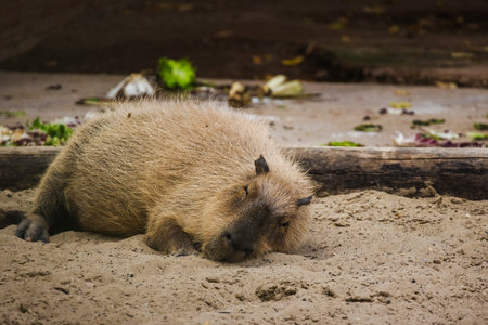 Capybara resting on sandy ground with eyes half-closed in a calm and relaxed poseの写真素材