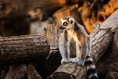 Ring-tailed lemur sitting on a wooden log and looking attentively into the distance in warm golden...