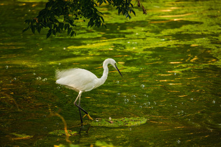 White heron walking gracefully in shallow green water surrounded by reflections and floating algaeの写真素材