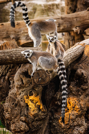 Group of ring-tailed lemurs resting and observing surroundings on large tree trunks in warm...