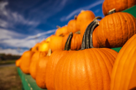 Close-up of bright orange pumpkins arranged on green wooden stands under a vibrant blue autumn sky, symbolizing harvest, Halloween, and fall season traditions.の写真素材